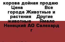 корова дойная продаю › Цена ­ 100 000 - Все города Животные и растения » Другие животные   . Ямало-Ненецкий АО,Салехард г.